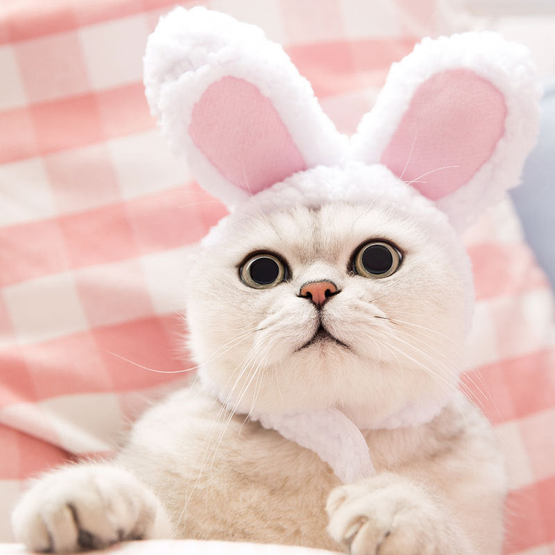 Pet Cat Headwear — Lion, Rabbit Ears, Frog, and Teddy Bear Styles